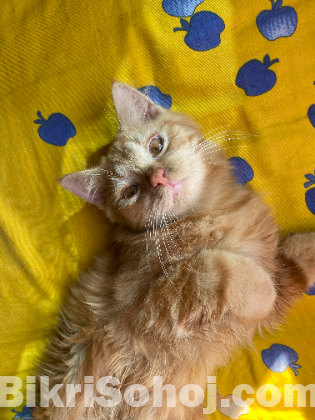 Persian male cat